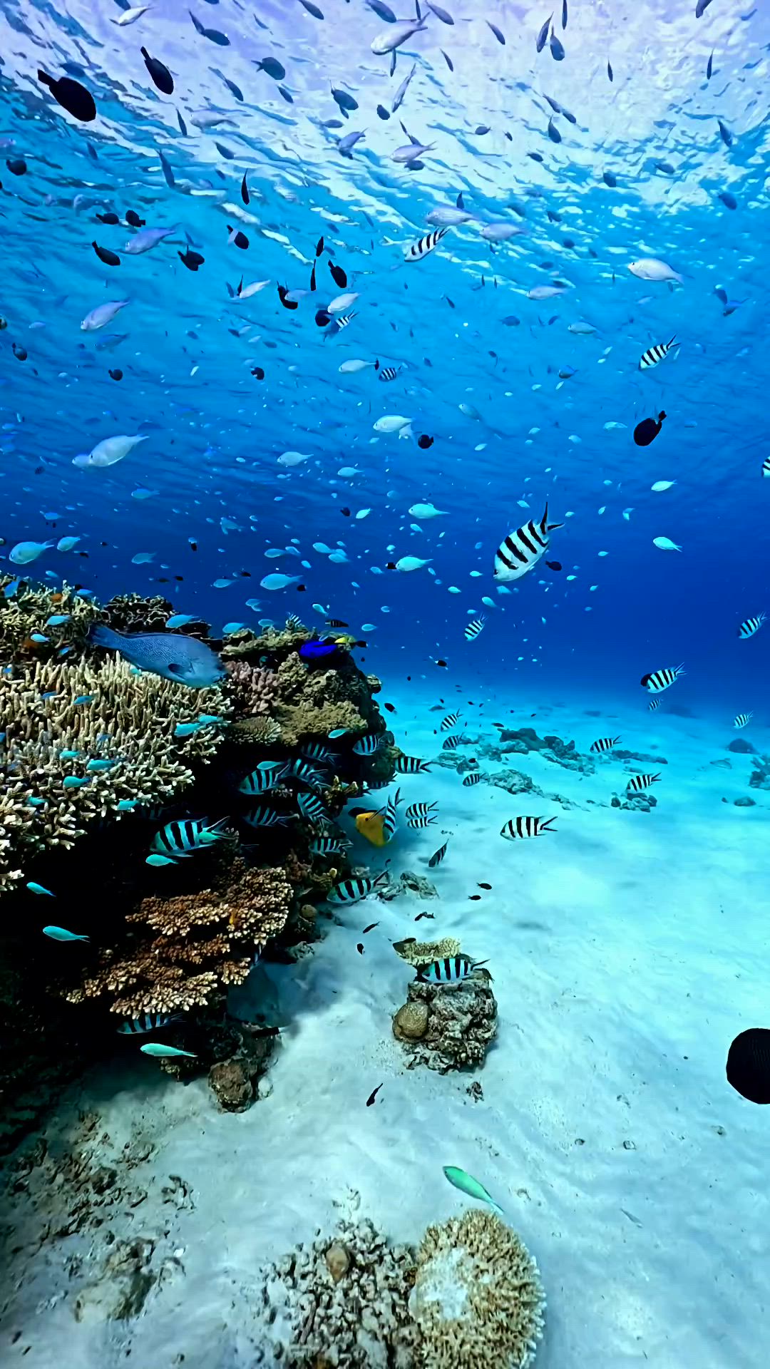 Vibrant Coral Reef Life Download Wallpapers