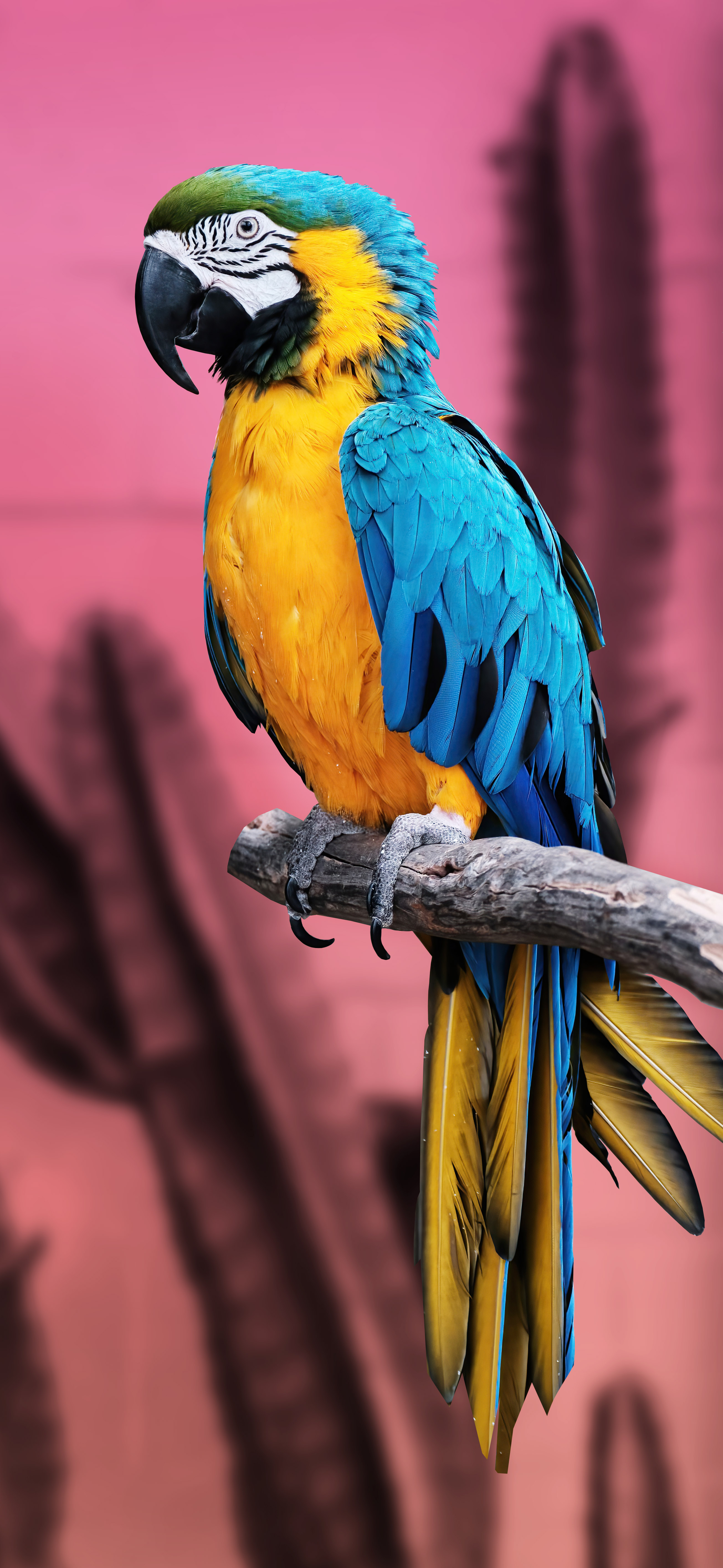 Some wild life Download Wallpapers
