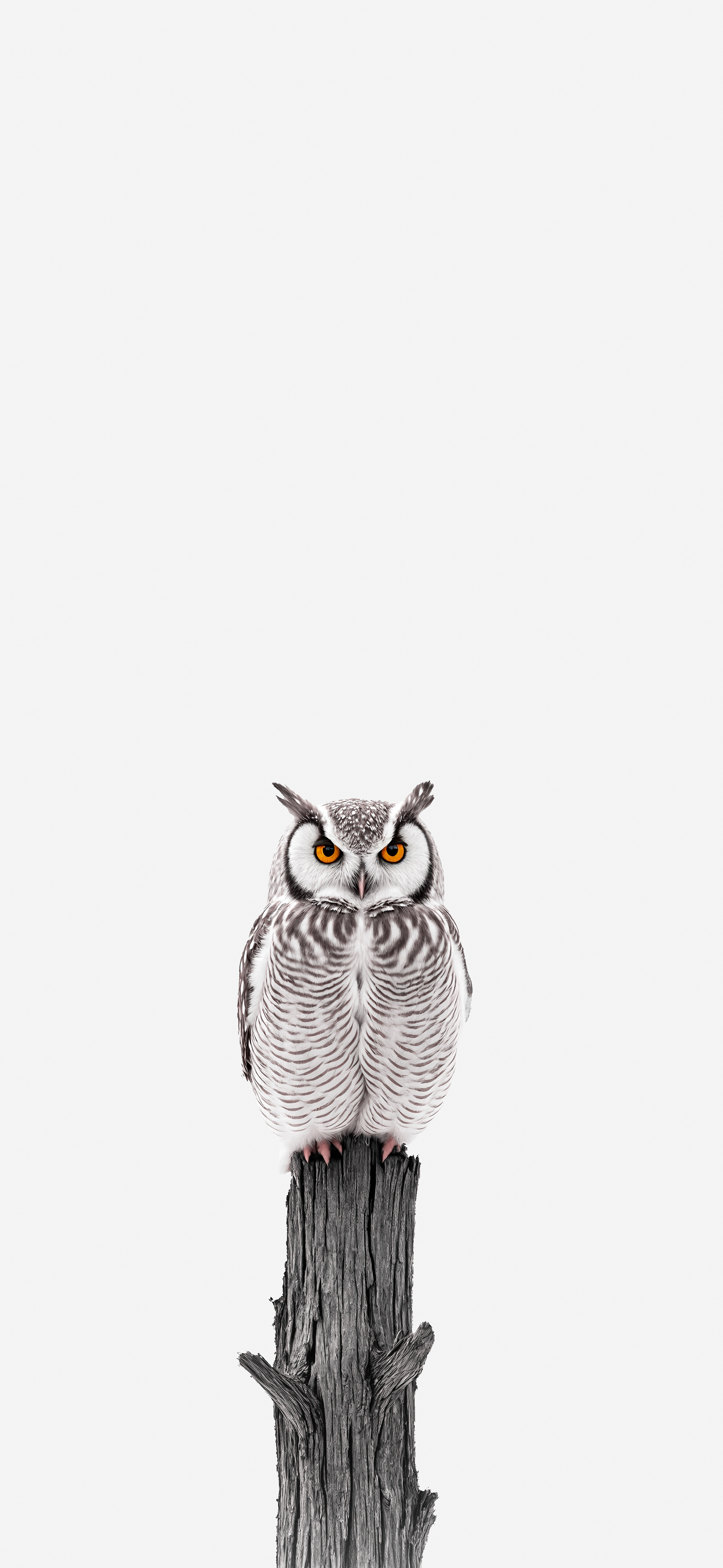 Wild life? Download Wallpapers