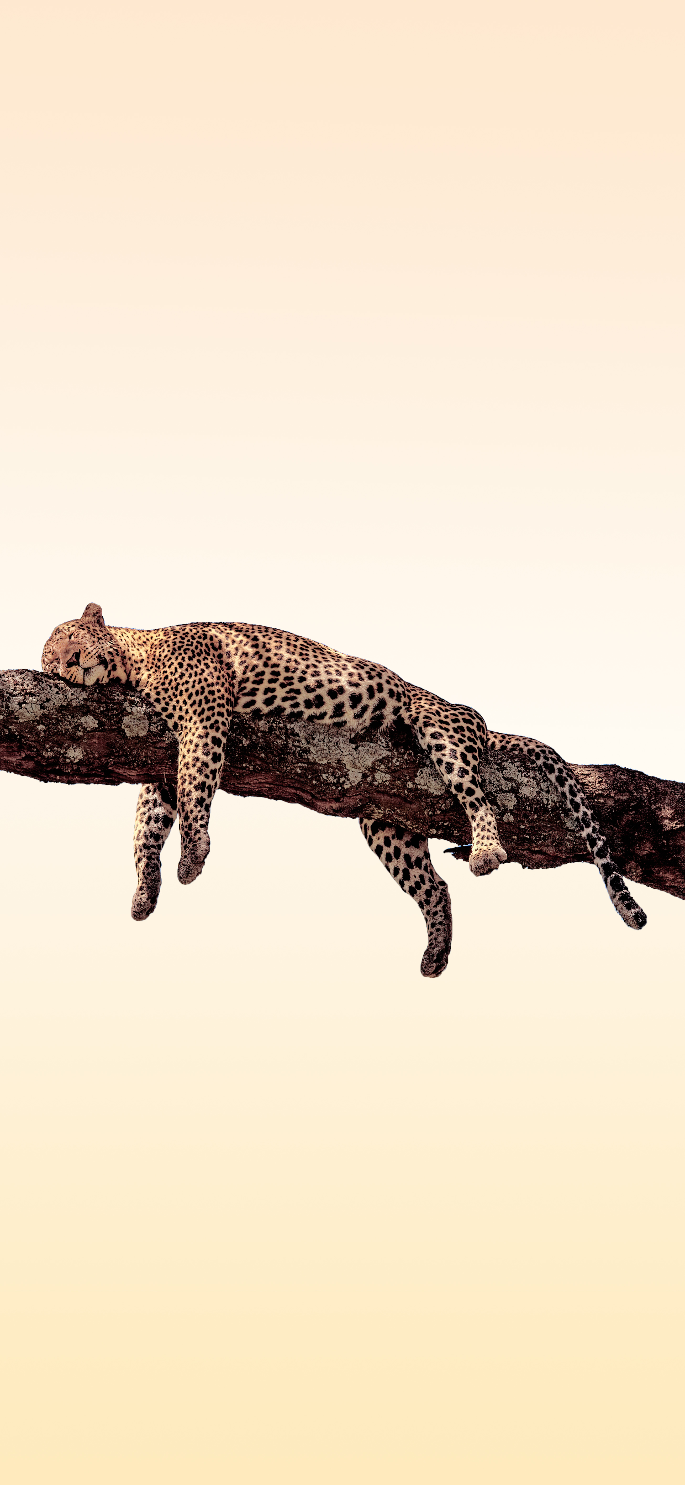 Wild life Download Wallpapers