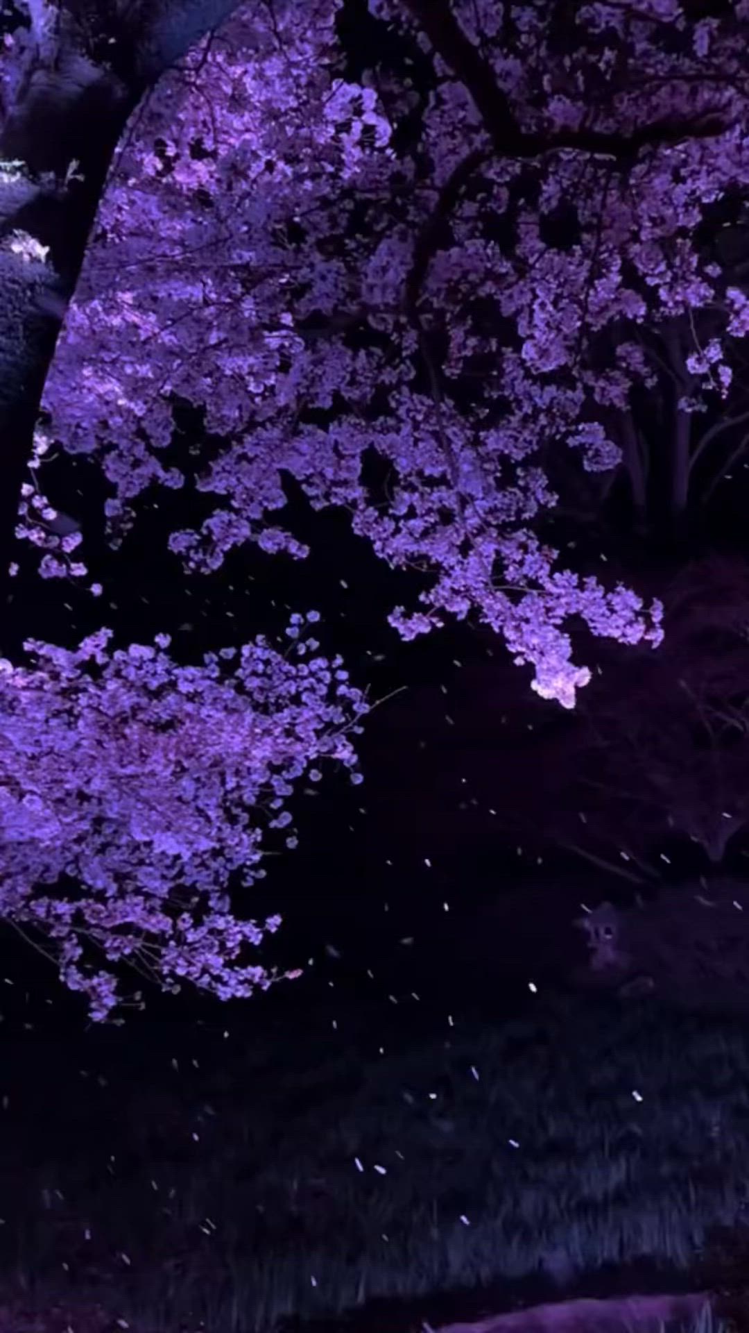 Purple Blooms on Tranquil Trees Download Wallpapers