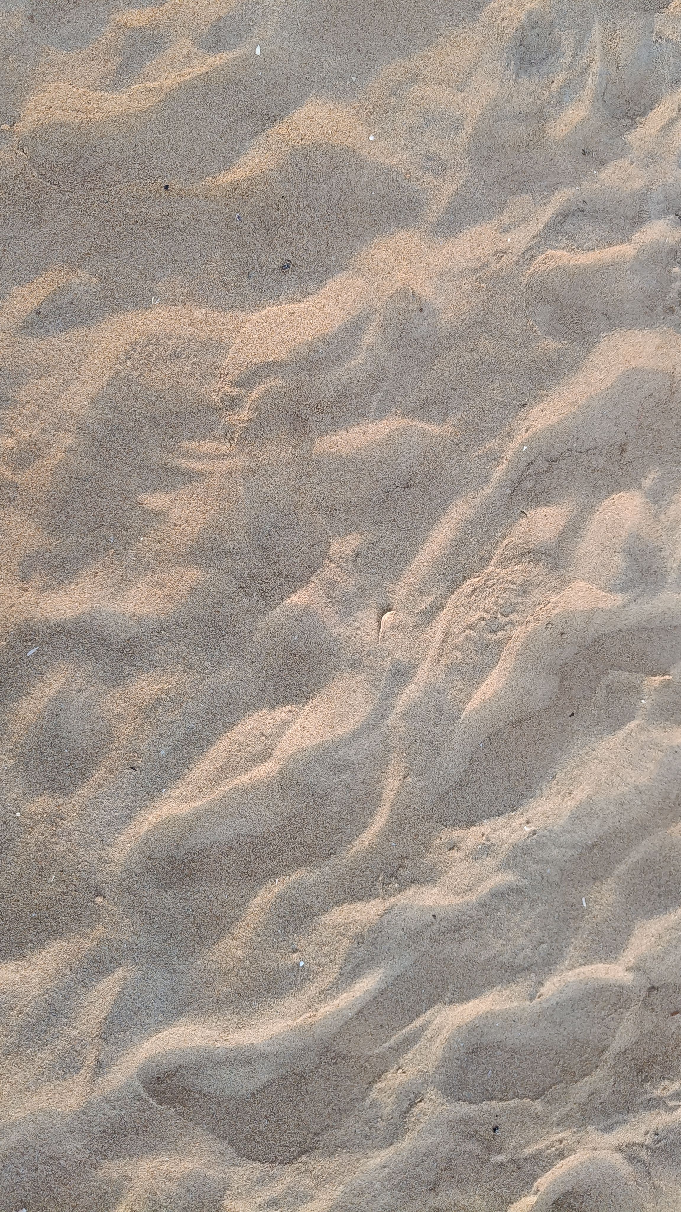 Beach Bird on Sand Download Wallpapers