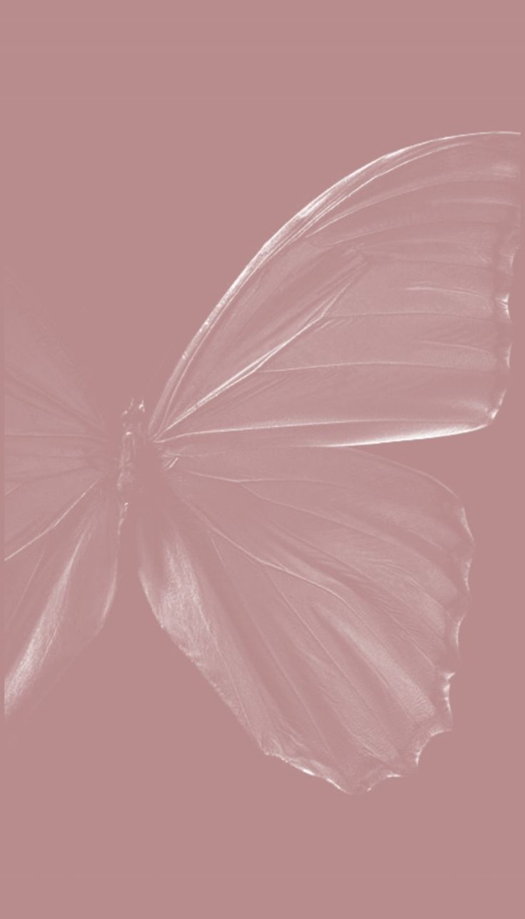 Pure White Butterfly Flight Download Wallpapers