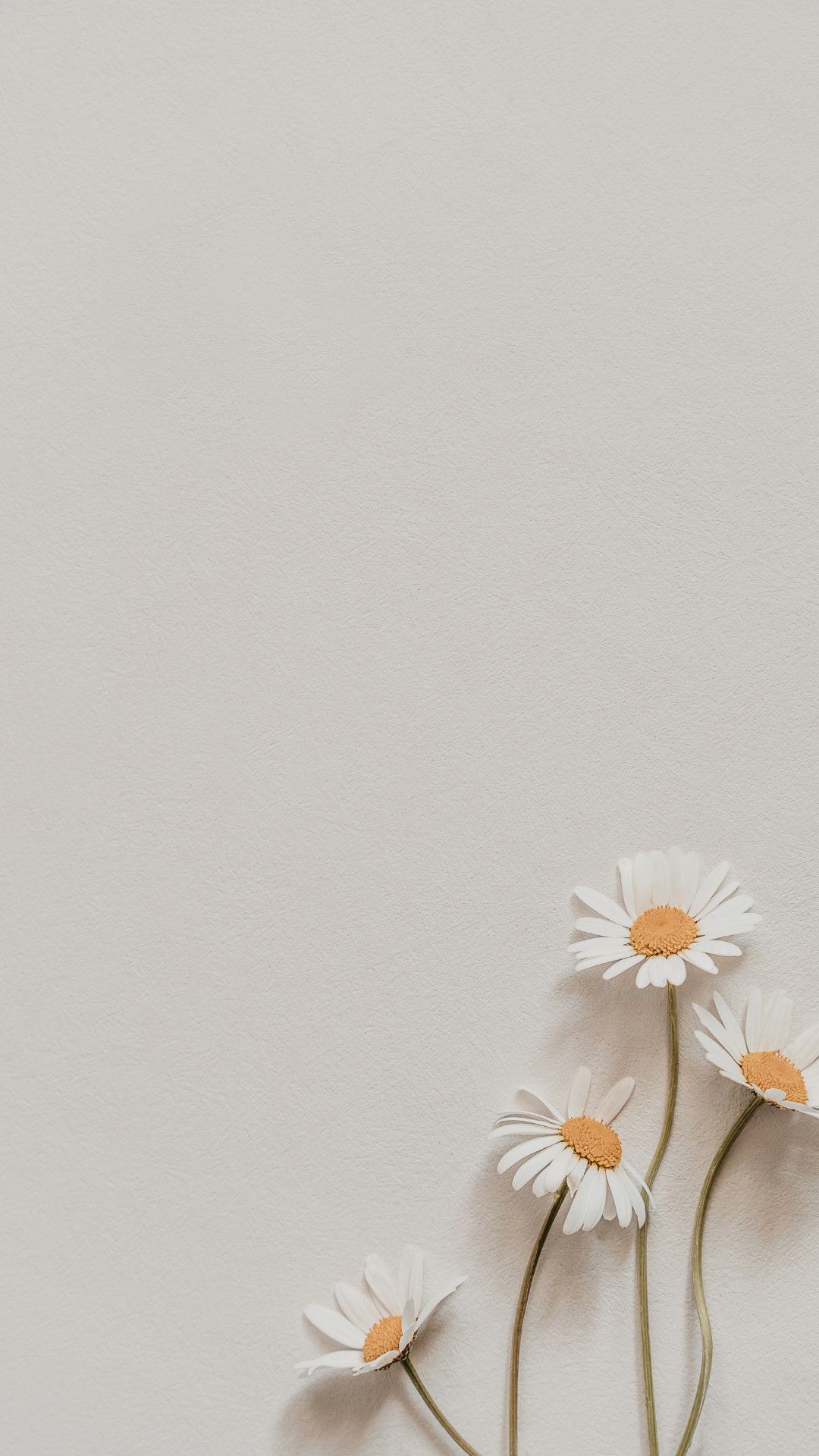 Minimalist White Daisies Gray Download Wallpapers
