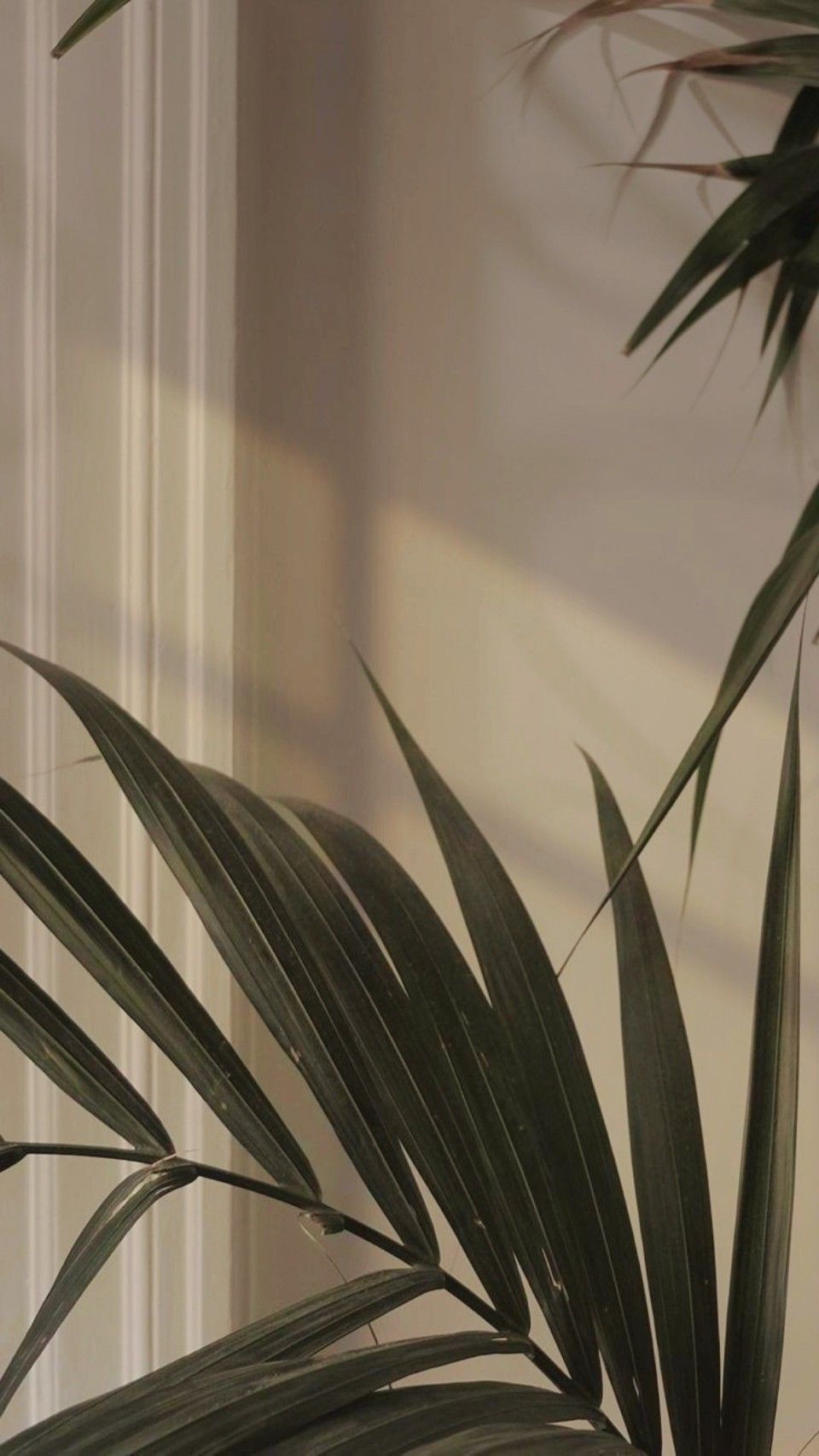 Minimalist Green Plant Aesthetic Download Wallpapers