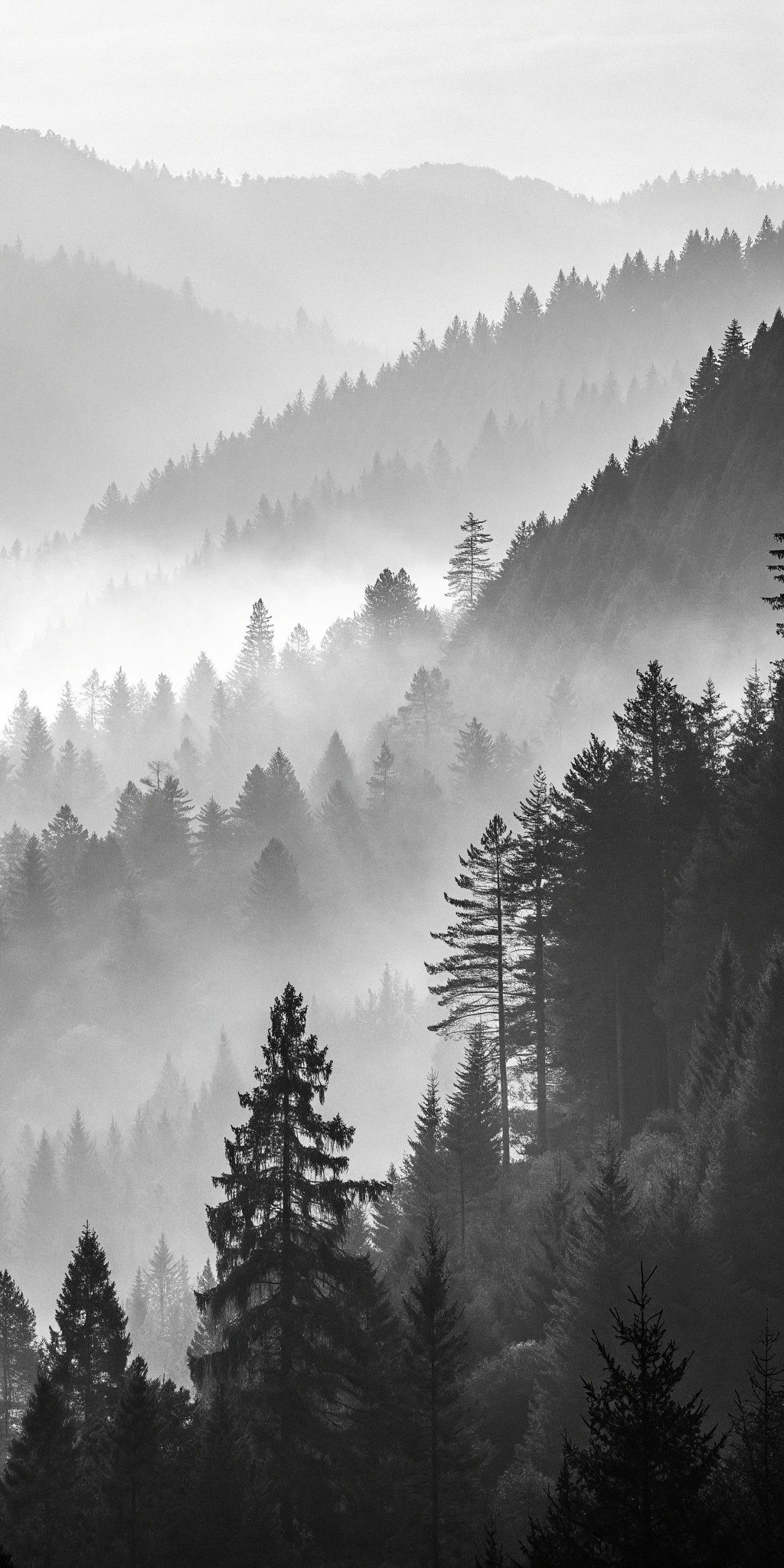 Misty Forest Minimalist Background Download Wallpapers