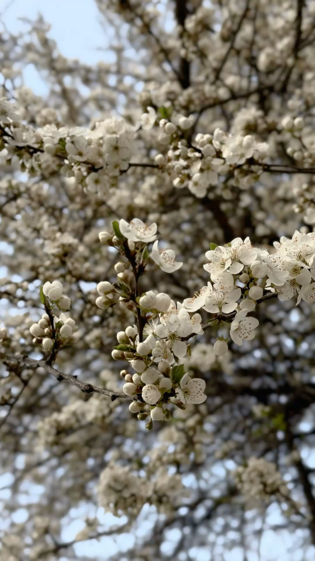 Minimal Spring Blossom Design Download Wallpapers