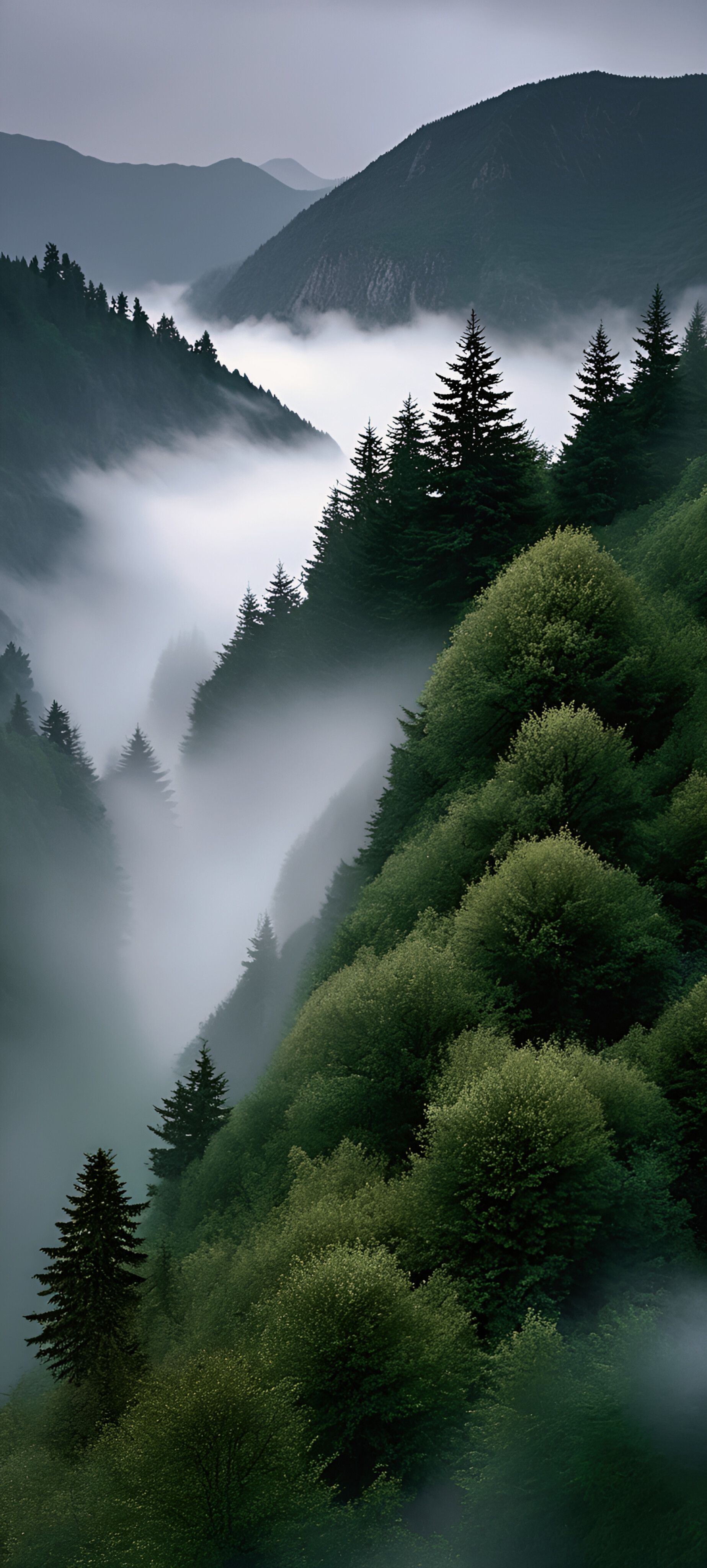 Misty Peaks and Pines Download Wallpapers