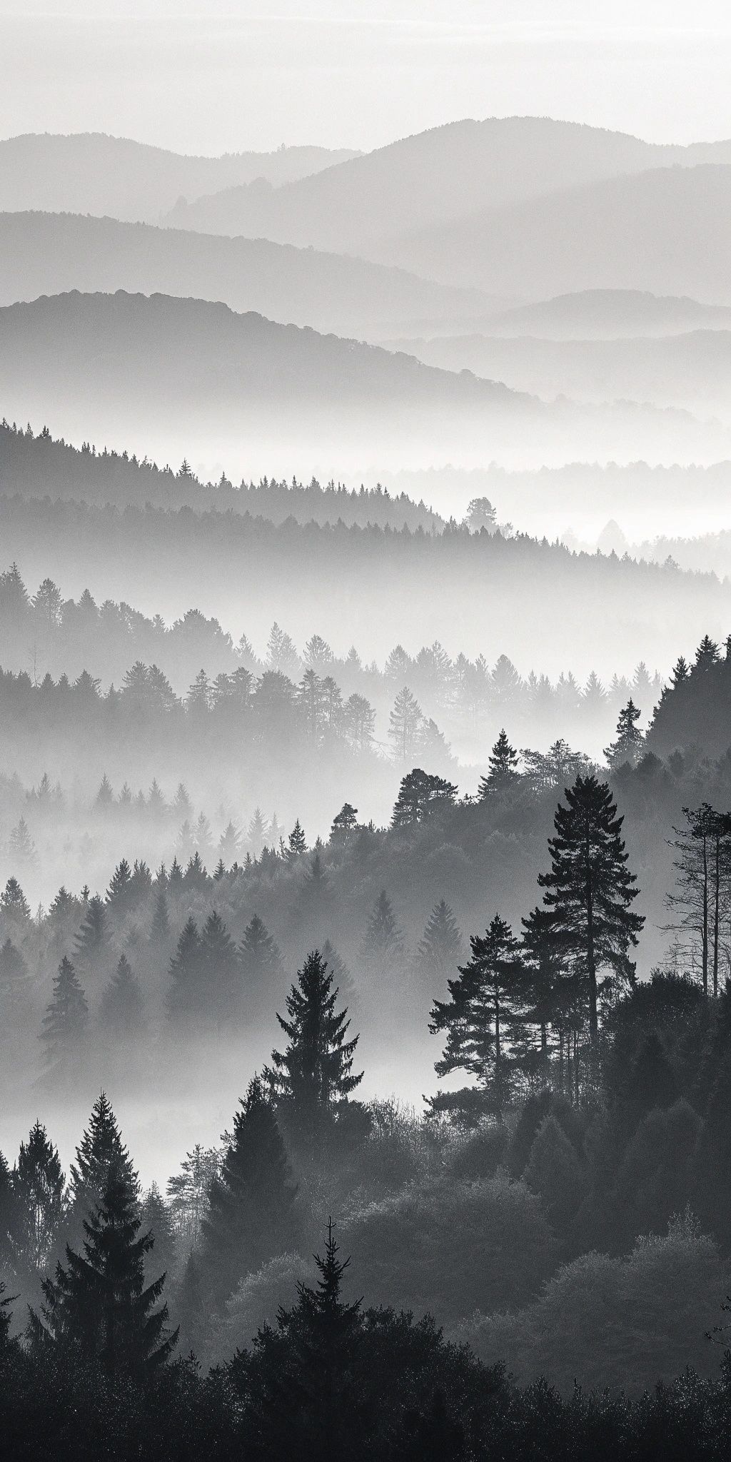Foggy Forest with Mountain Silhouette Download Wallpapers
