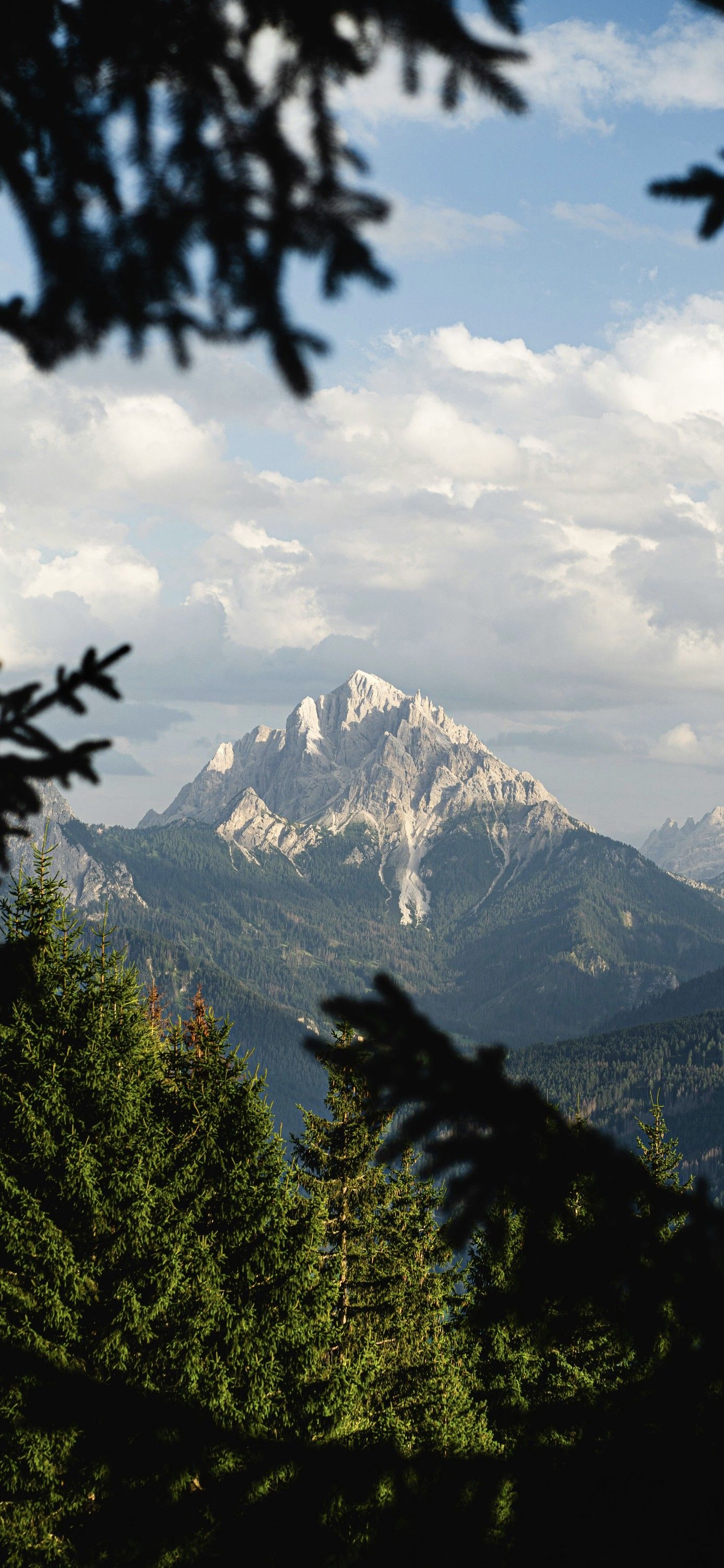Snowy Peaks Through Pines Download Wallpapers