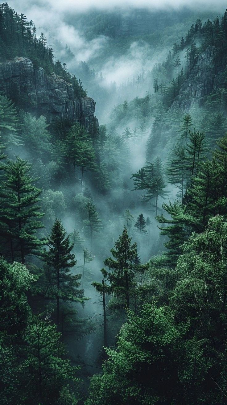 Misty Forest Mountain Serenity Download Wallpapers