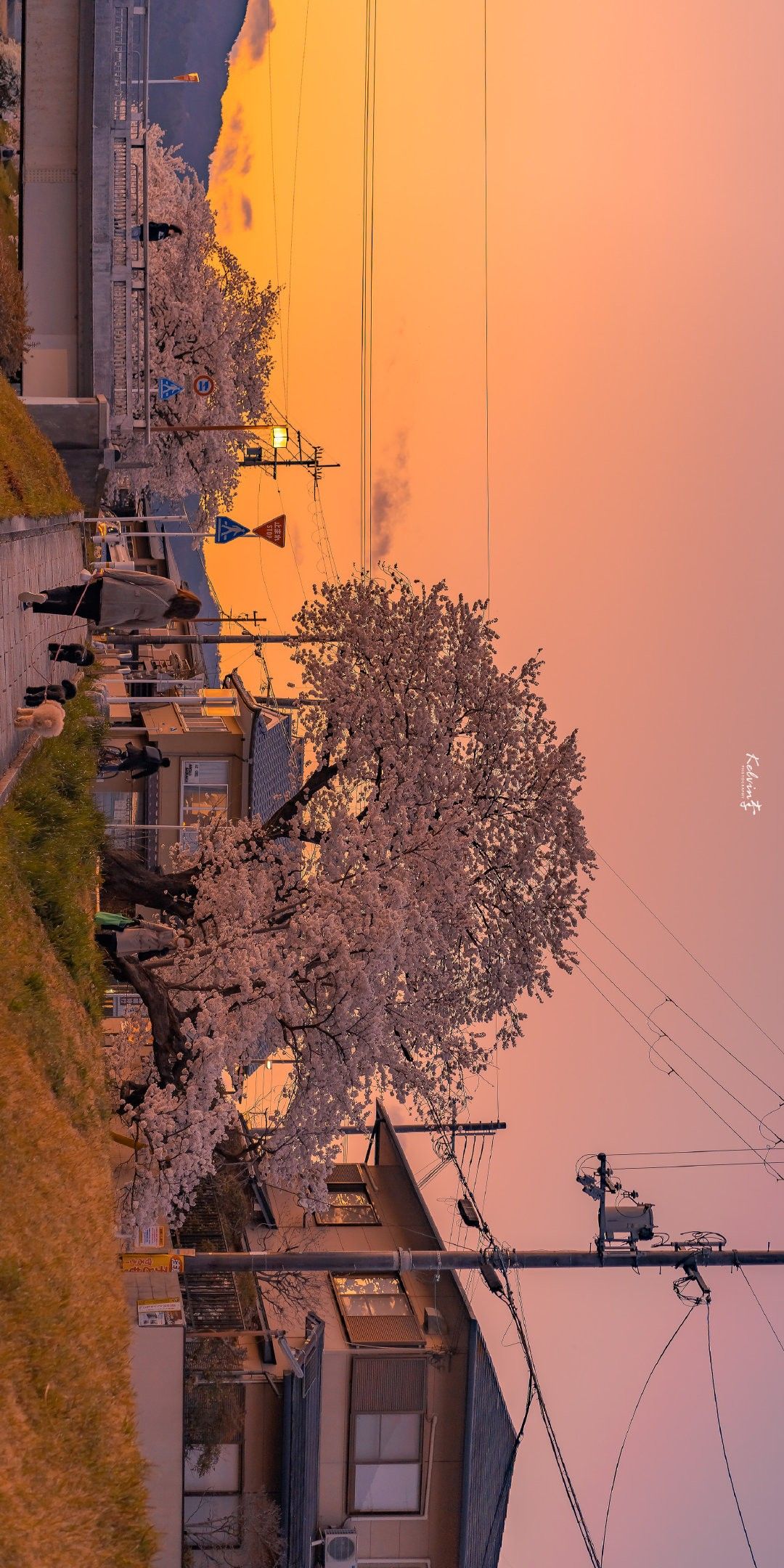 Serene Forest with Soft Light Download Wallpapers