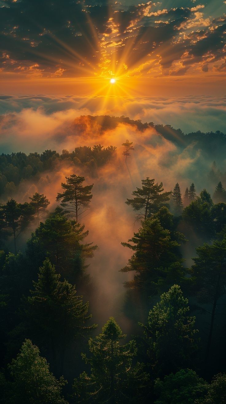 Golden Sunlight Through Pine Forest Download Wallpapers