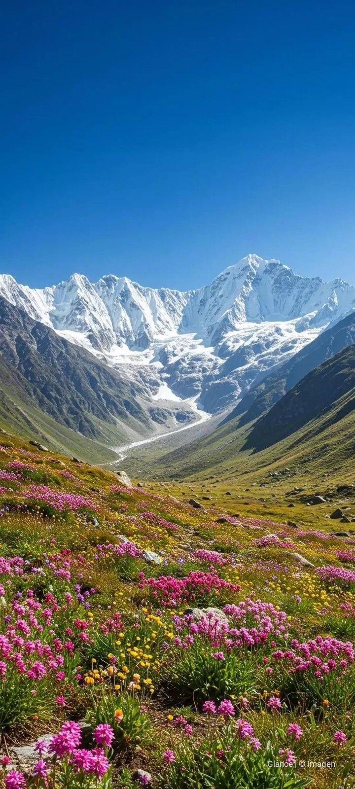Snowy Peaks and Blooming Wildflowers Download Wallpapers