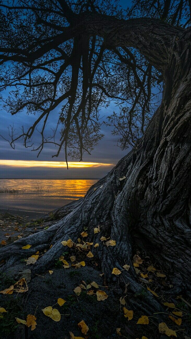Serene Seaside Bloom Landscape Download Wallpapers