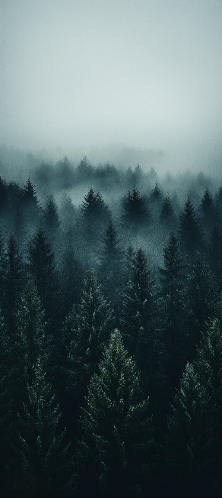 Serene Forest Sunset Landscape Download Wallpapers