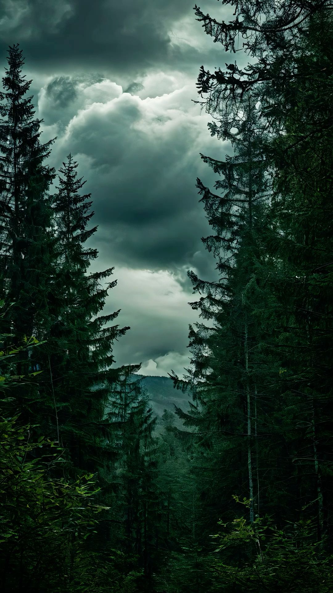 Serene Forest Glade Pathway Download Wallpapers