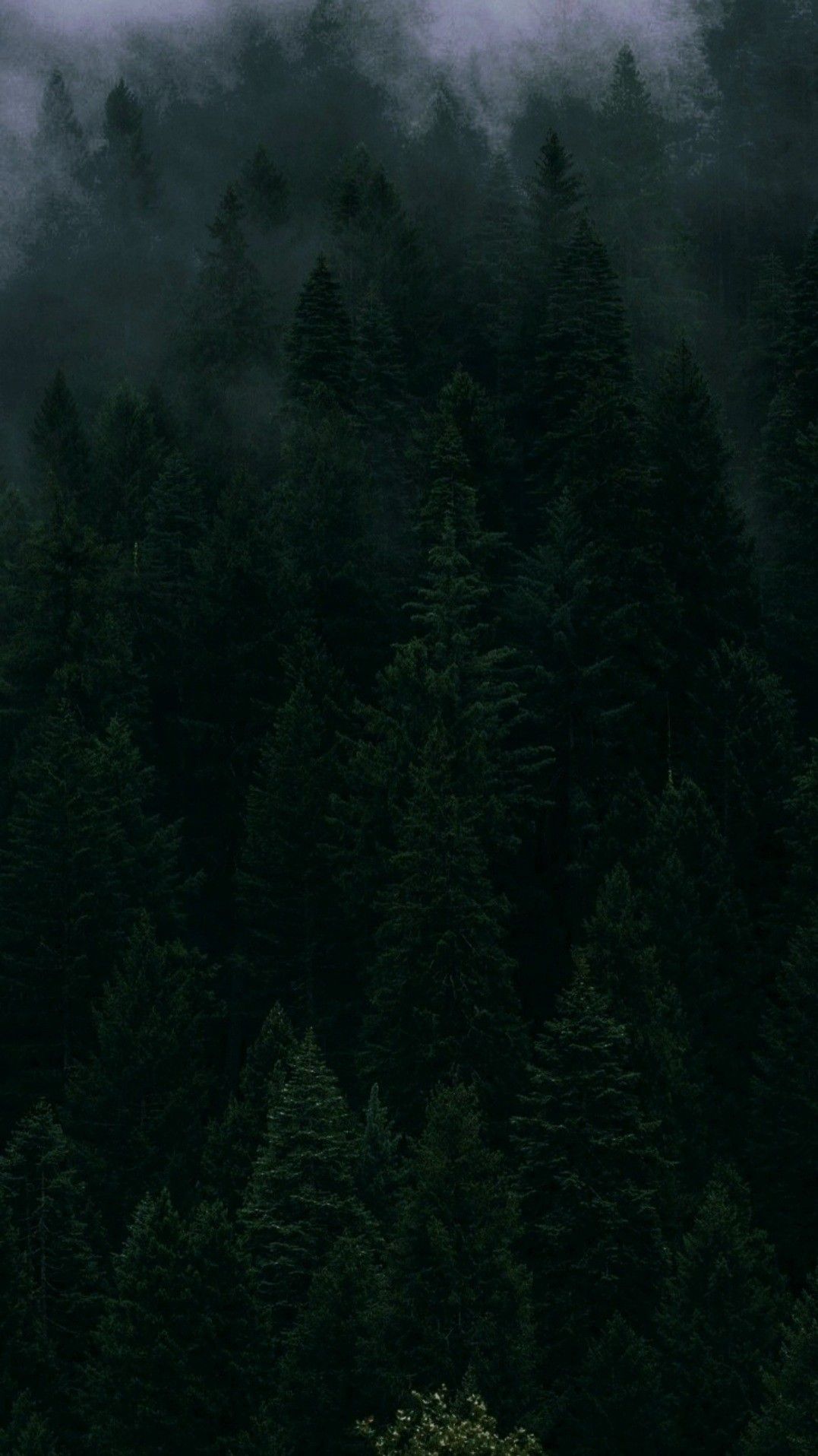 Mystic Dark Forest Glow Download Wallpapers