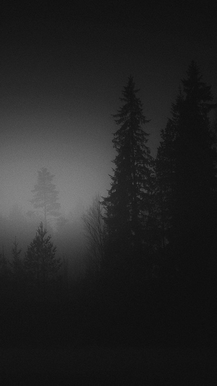 Misty Forest Monochrome Download Wallpapers
