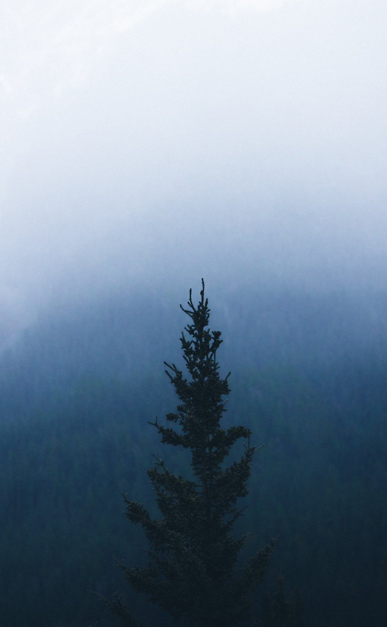 Misty Dark Forest Path Download Wallpapers