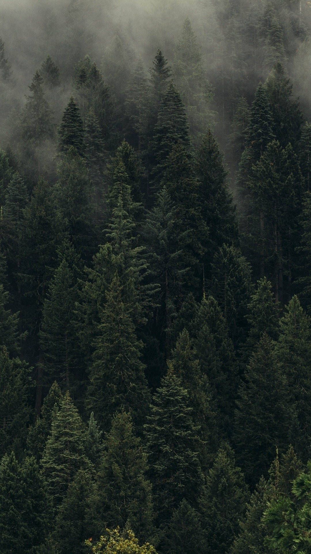 Serene Pine Forest Landscape Download Wallpapers