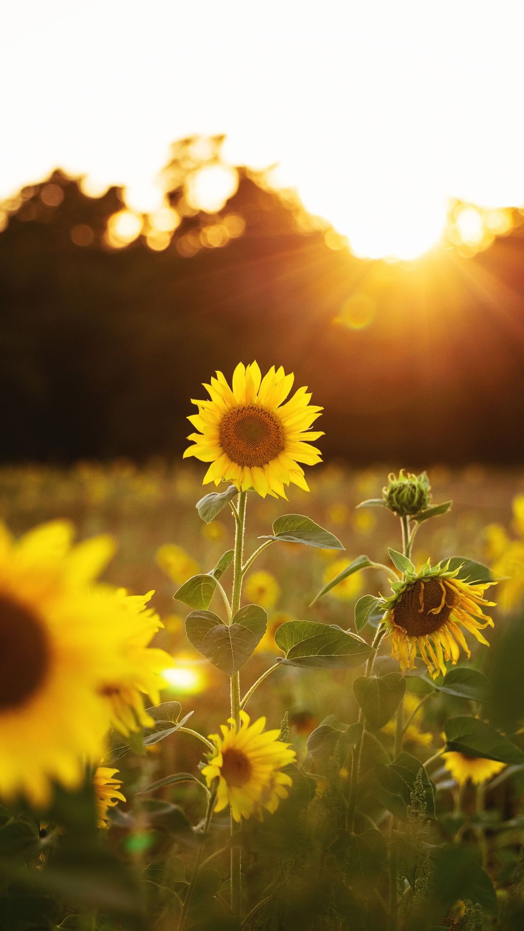 Serene Meadow with Blooming Flowers Download Wallpapers