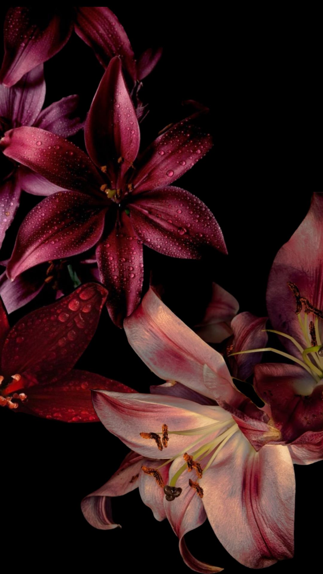 Pink Blooms with Red Accent Download Wallpapers