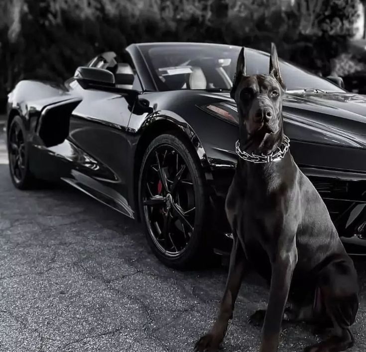 Dog & car Download Wallpapers