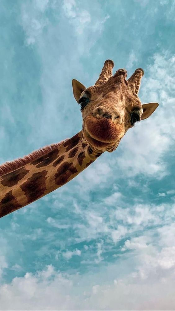 Giraffe Download Wallpapers