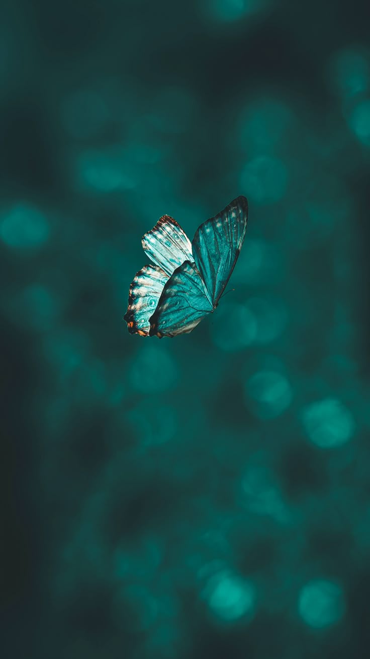 Butterfly Download Wallpapers