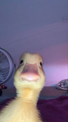 Duck Download Wallpapers