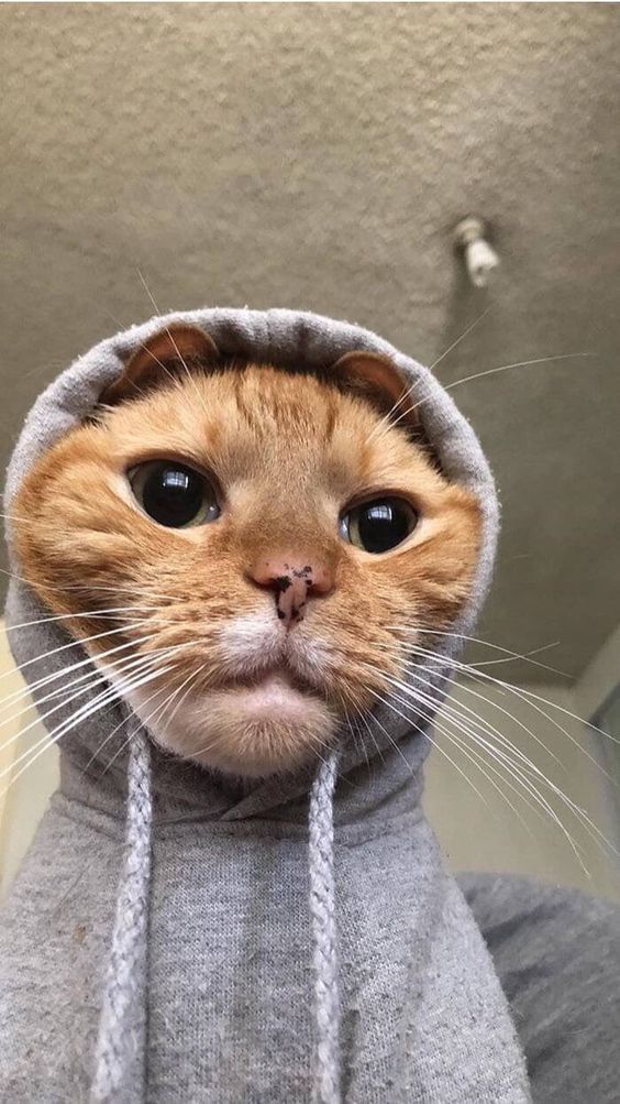 Frustrated cat Download Wallpapers