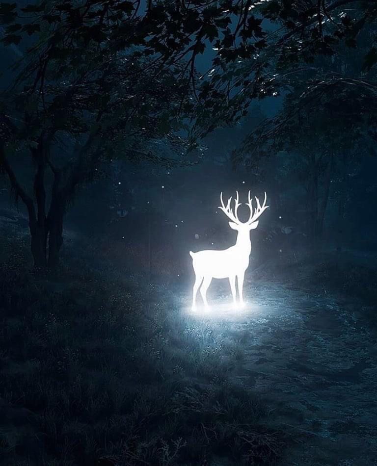 Deer Download Wallpapers