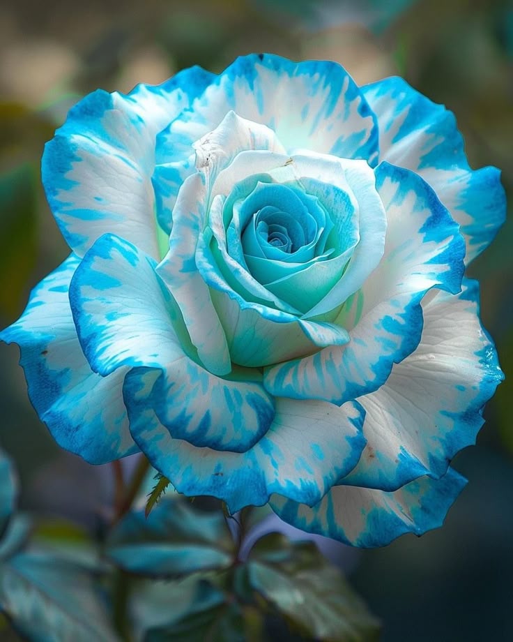 Blue Flower Download Wallpapers