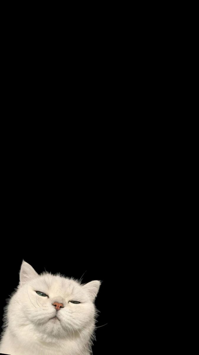 White cat Download Wallpapers
