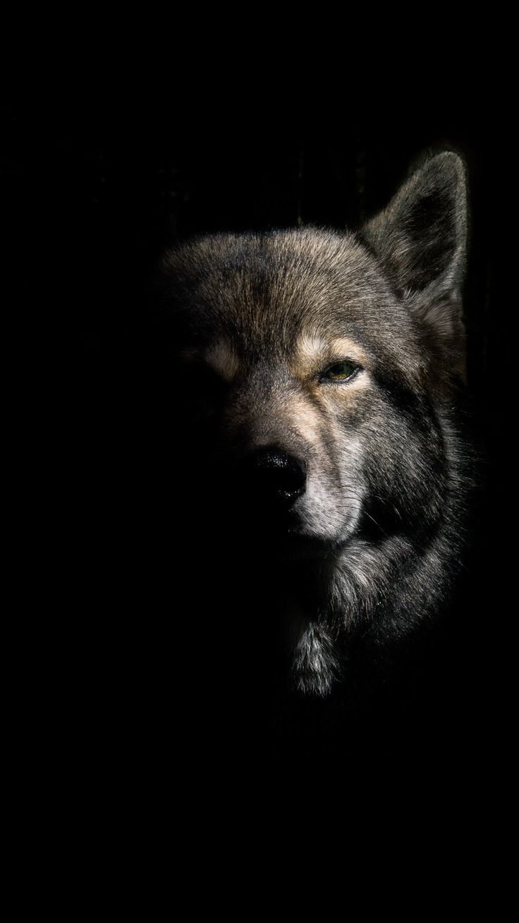 Wolf Download Wallpapers