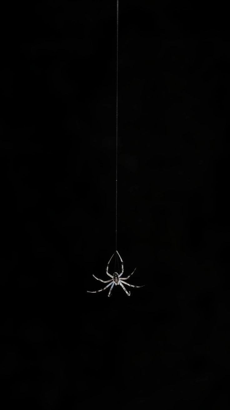 Spider Download Wallpapers