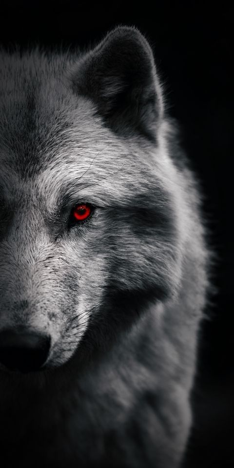Alpha Download Wallpapers