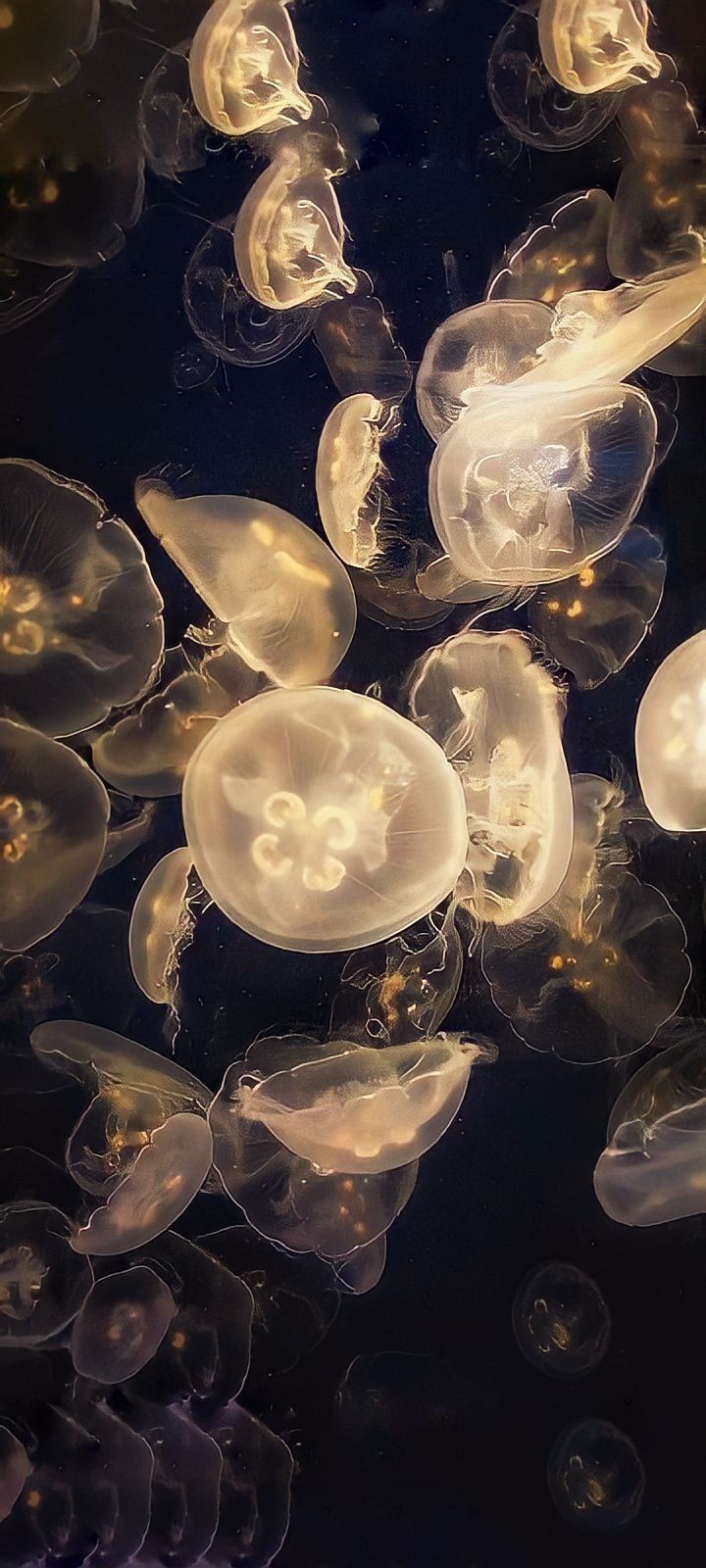 Glowing Jellyfish Download Wallpapers