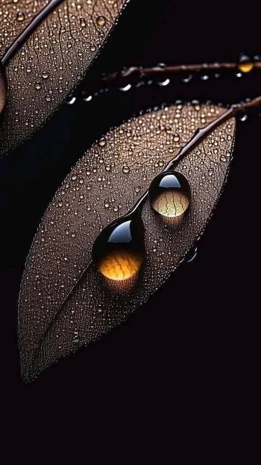 Leaf Download Wallpapers