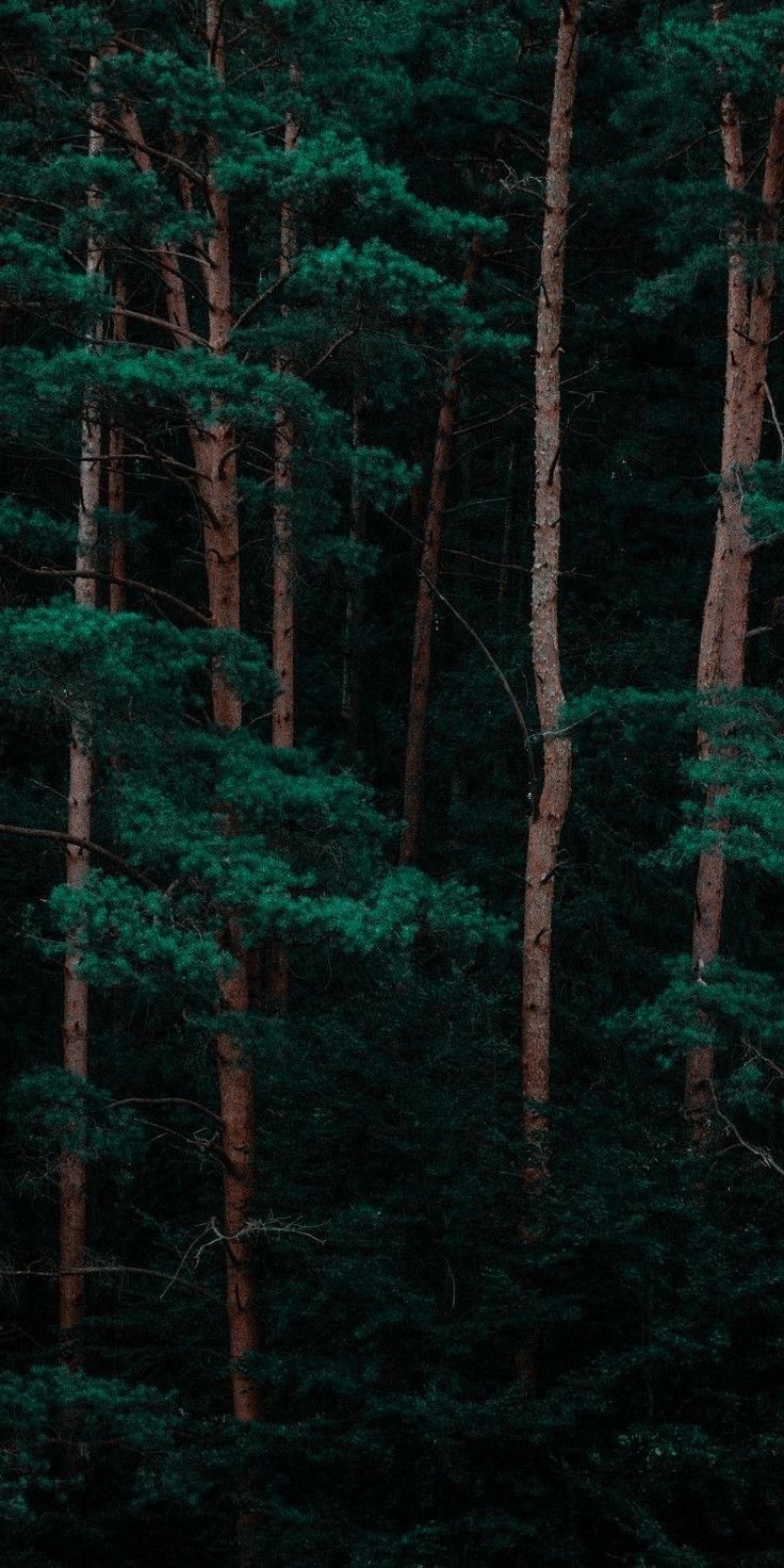 Forest Woods Download Wallpapers