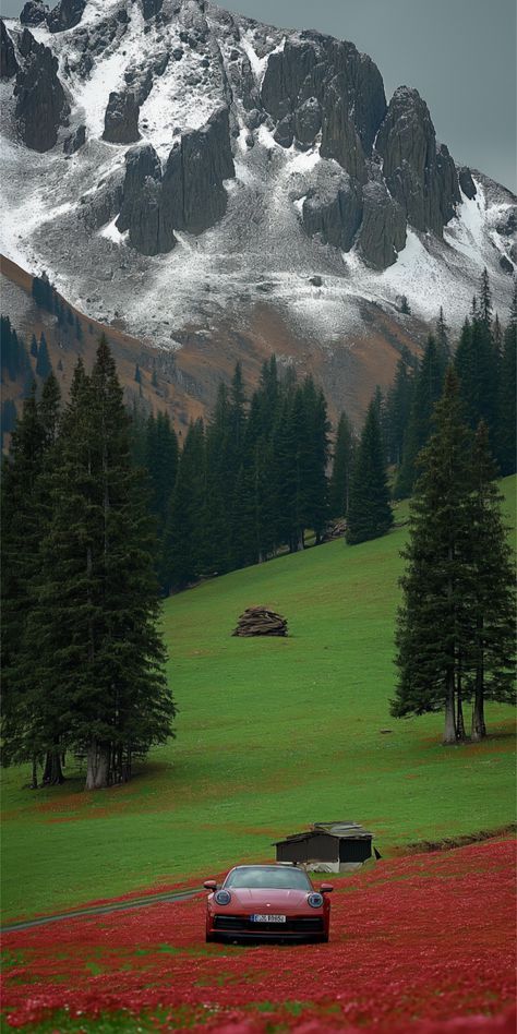 Forest Download Wallpapers