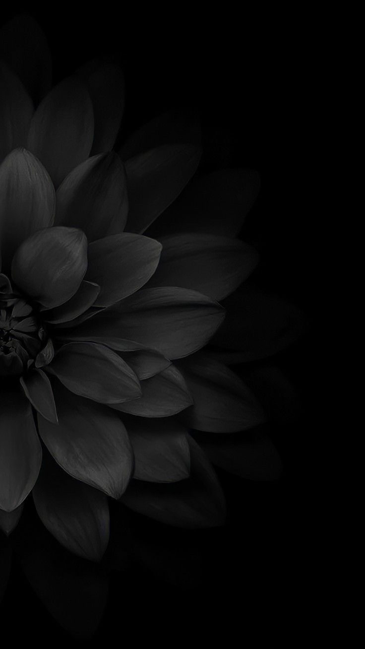 Flower Download Wallpapers