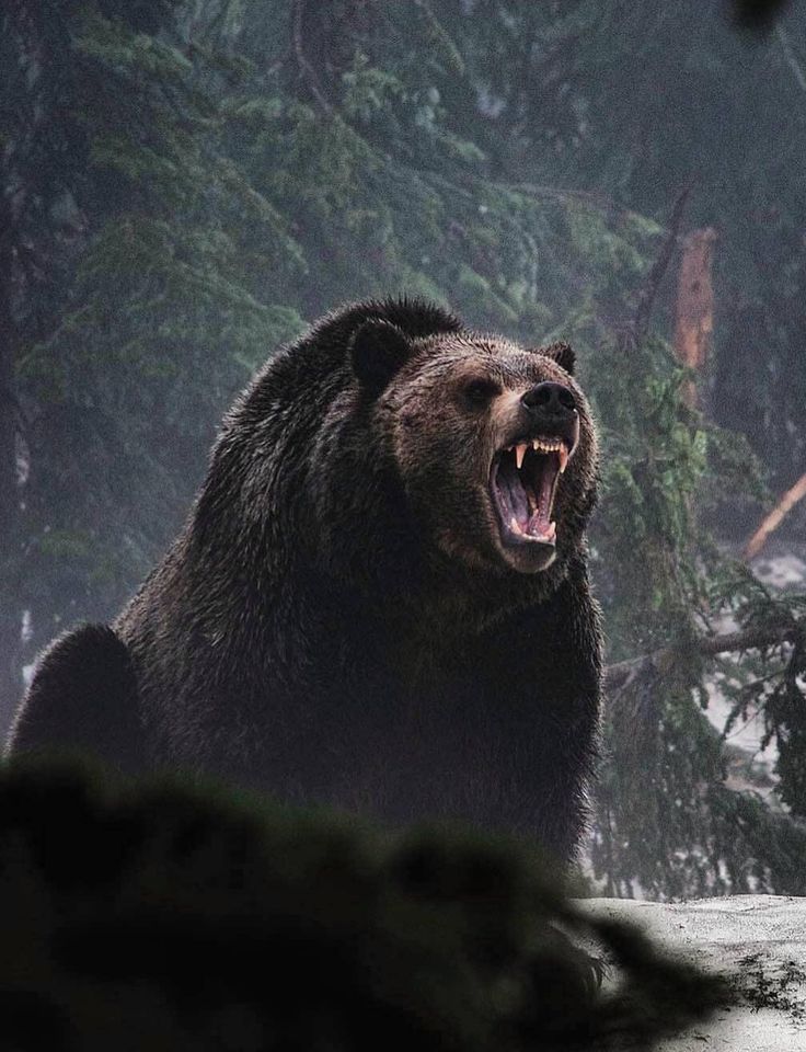 Grizzly Bear Download Wallpapers