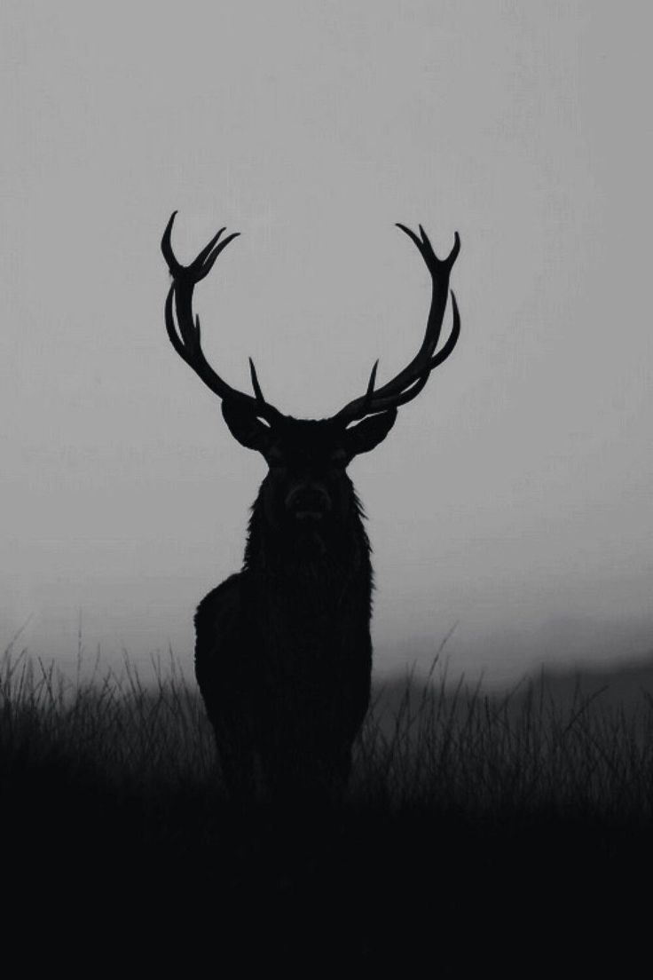 Deer silhouette Download Wallpapers