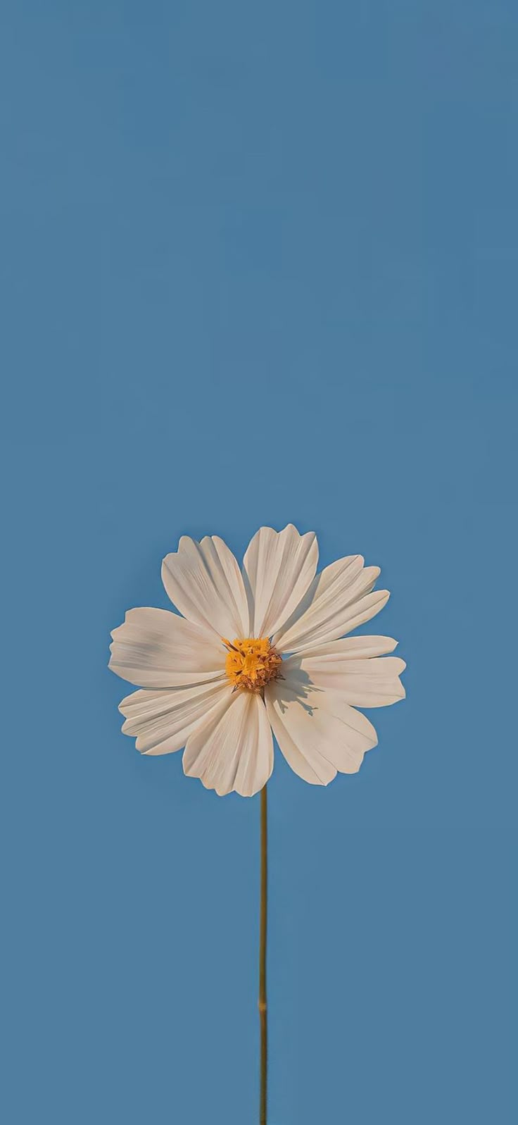 Flower Download Wallpapers