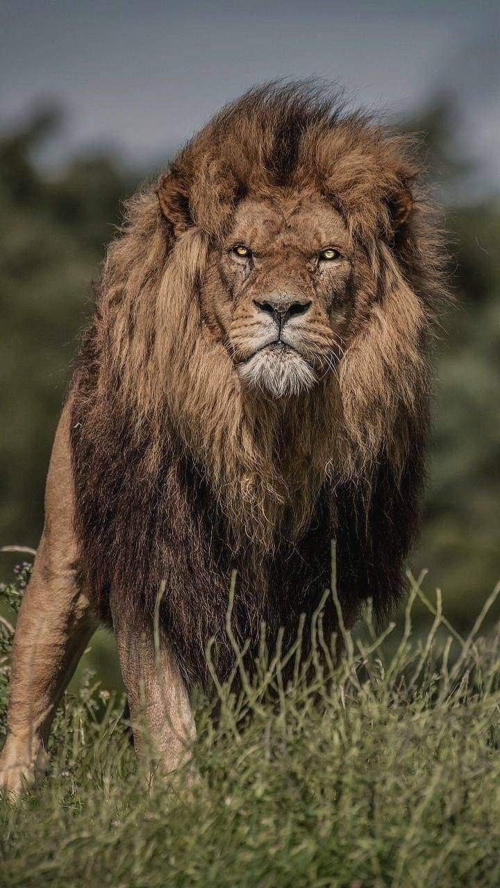 Lion Download Wallpapers