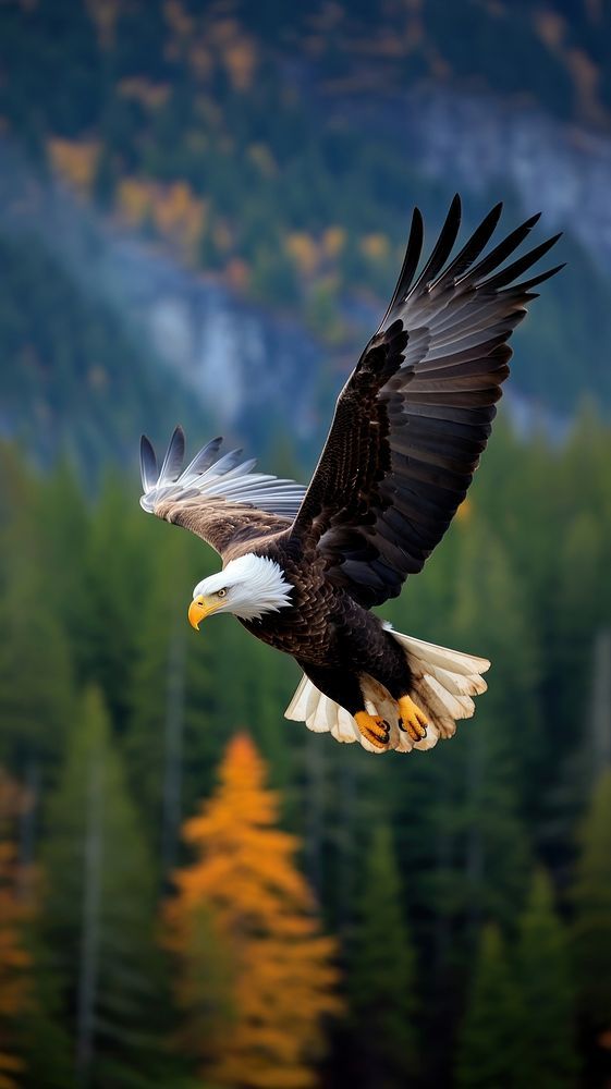 An Eagle Download Wallpapers