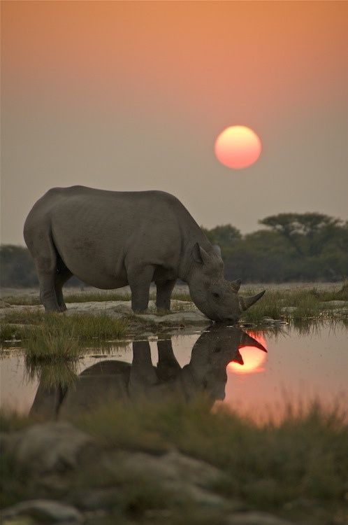 Rhinoceros Download Wallpapers
