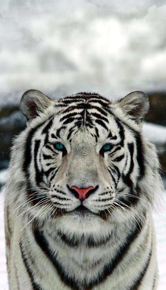White Tiger Download Wallpapers